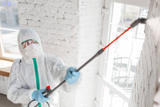 Best Basement Mold Removal  in Bozeman, MT